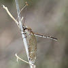 Split-eyed Owlfly