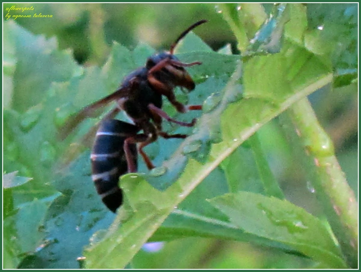Vespid Wasp
