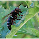 Vespid Wasp