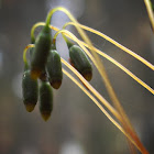 Bryopsida Moss calyptras