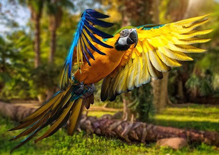 Parrot Wallpaper Screenshots 7
