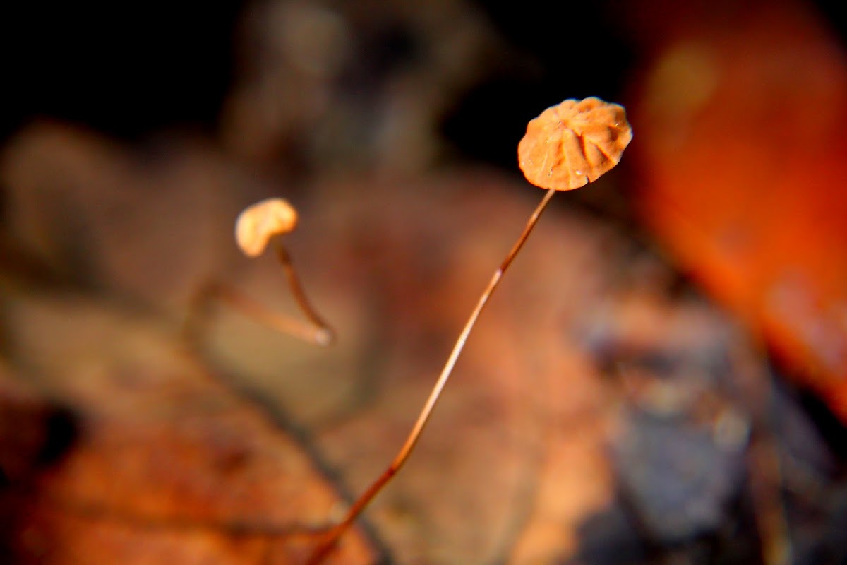 banded mottlegill mushroom