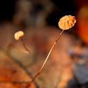 banded mottlegill mushroom