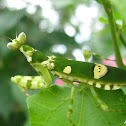 Jeweled Flower Mantis