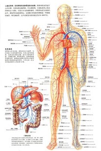 人体解剖图