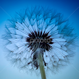 dandelion by Zeljko Jelavic -  