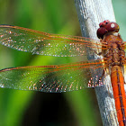 Needham's Skimmer dragonfly (male)