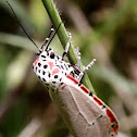 Rattlebox Moth