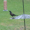 Red-Winged Blackbird