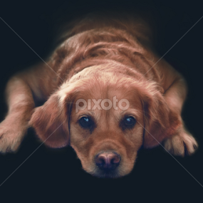 Sarrah by Kiril Krastev - Animals - Dogs Portraits