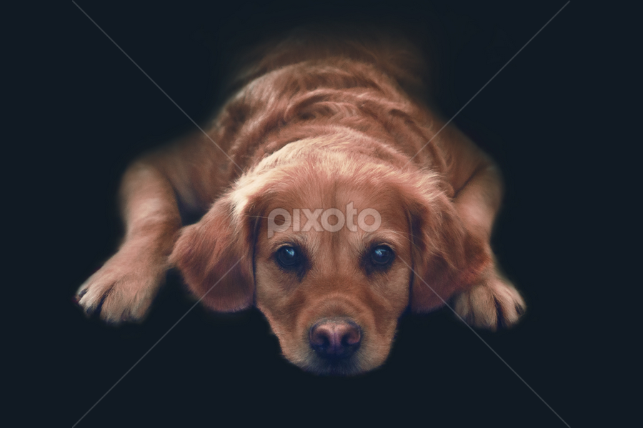 Sarrah by Kiril Krastev - Animals - Dogs Portraits