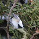 Black caped chickadee
