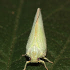 Northern flatid planthopper