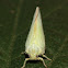 Northern flatid planthopper