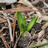 Hyacinthus (Hyacinths)