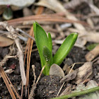 Hyacinthus (Hyacinths)