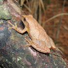 Spring Peeper