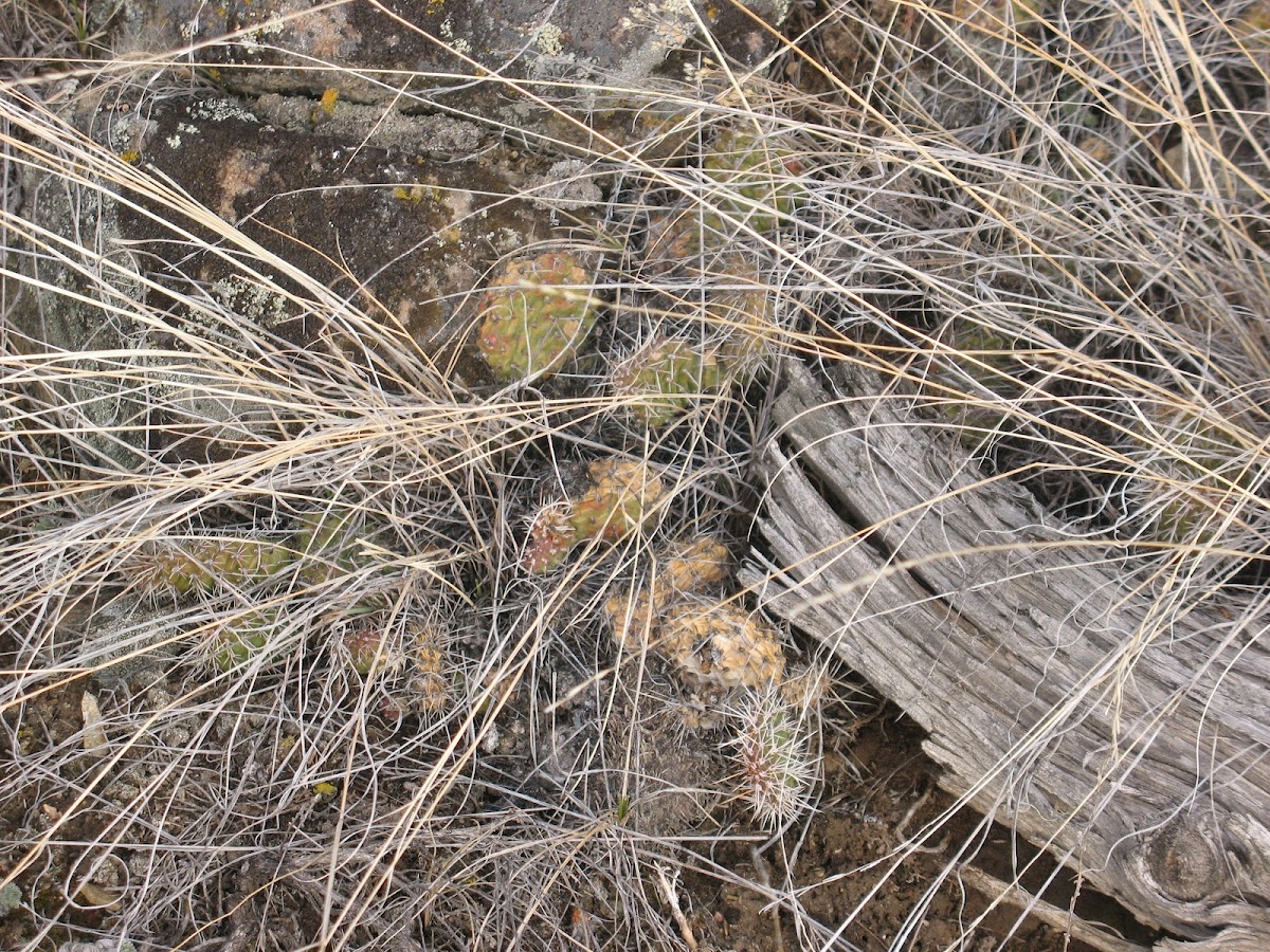 Plains Prickly-pear Cactus