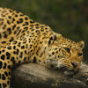 common leopard