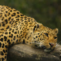 common leopard