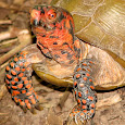 Reptiles in Missouri