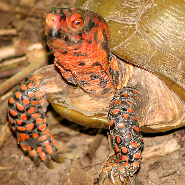 Reptiles in Missouri | Project Noah