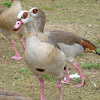 Egyptian goose