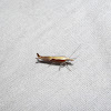 European Honeysuckle Moth