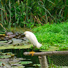 Garceta Blanca / White Egret