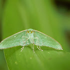 Dyspteris Moth