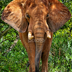 African Elephant by Sandy Friedkin - Animals Other Mammals