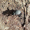 Carabus Greek Beetle