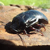 Wood cockroach