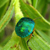 jewel bug/shield-backed bug nymph