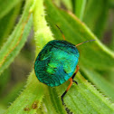 jewel bug/shield-backed bug nymph
