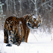 Ferocious Animal Wallpaper 3