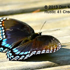 Red-spotted purple admiral butterfly