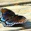 Red-spotted purple admiral butterfly