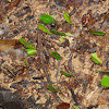 leaf cutter ants