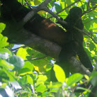 Mantled Howler Monkey