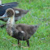 Muscovy duck