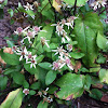 Wood Aster