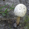 Macrolepiota rachodes Mushroom