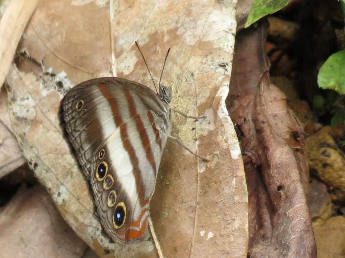 White banded satyr