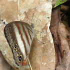 White banded satyr