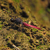 Crimson-tailed Marsh Hawk