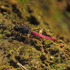 Crimson-tailed Marsh Hawk