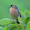 Bico-de-veludo (Cinnamon Tanager)