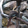 Laughing Kookaburra