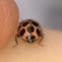 Cream-spotted Lady Beetle
